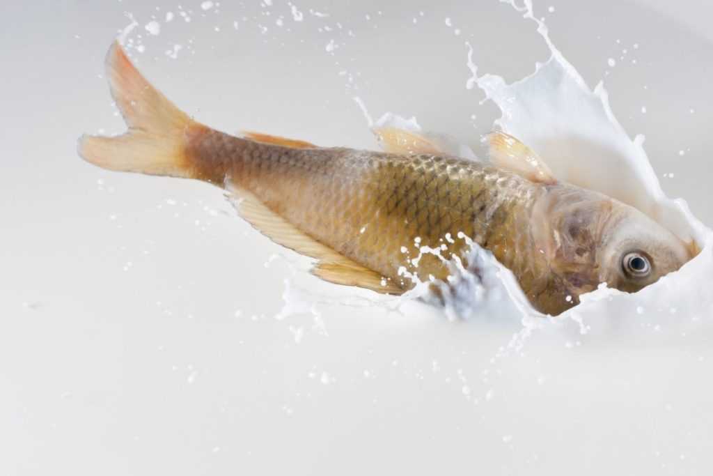 Can We Drink Milk After Eating Fish? Lucky Foods